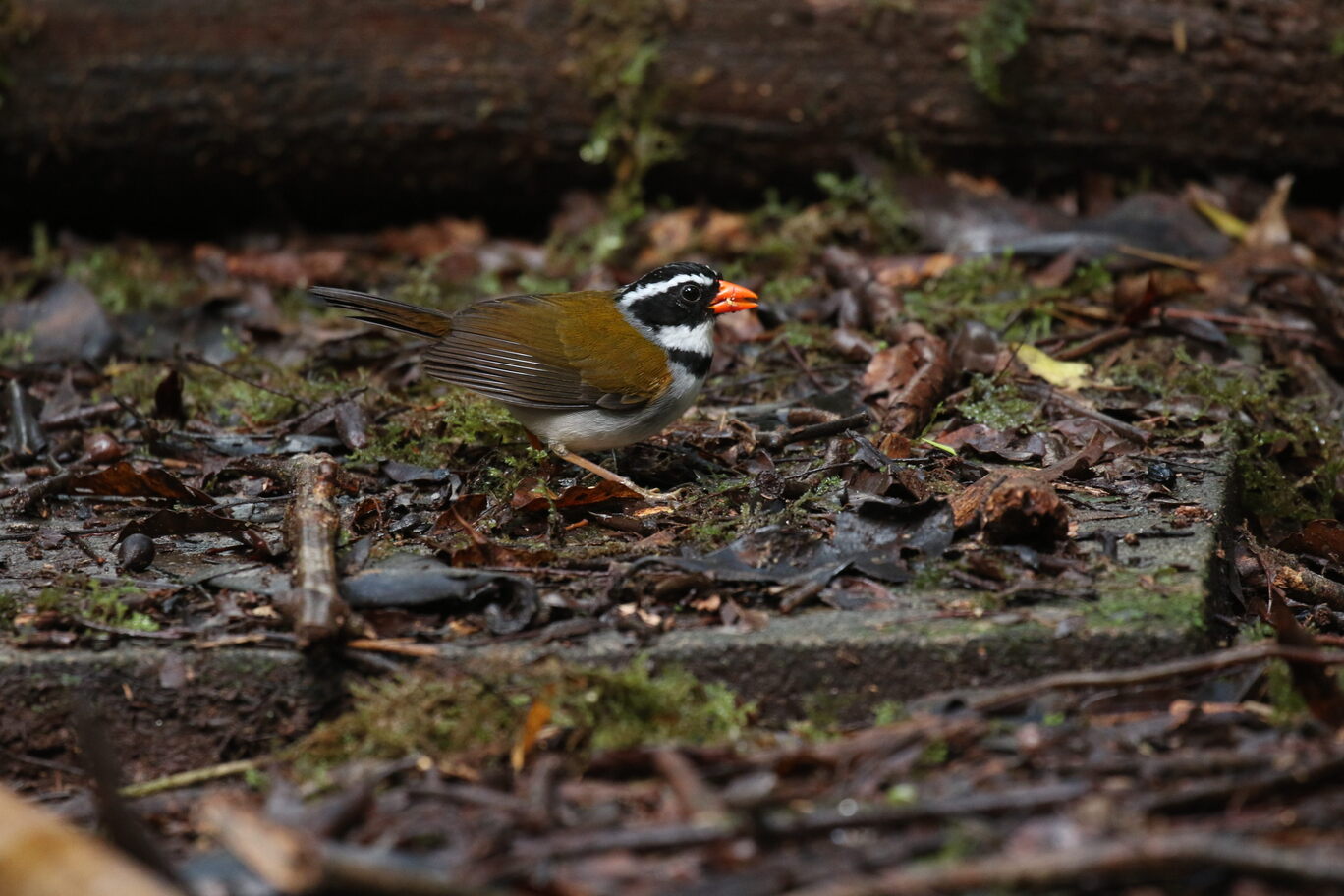 ORANGE-BILLED SPARROW